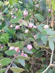 Myrtus communis