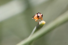 Thaumatomyia