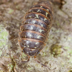 Armadillidium pictum