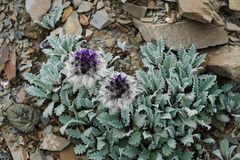 Saussurea quercifolia