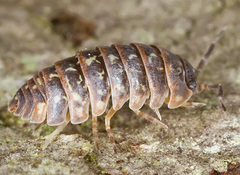Armadillidium pictum