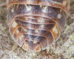 Armadillidium pictum