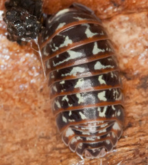 Armadillidium pictum