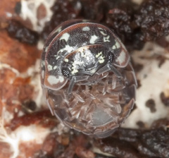 Armadillidium pictum