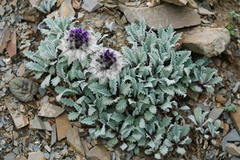 Saussurea quercifolia