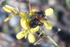 Andrena