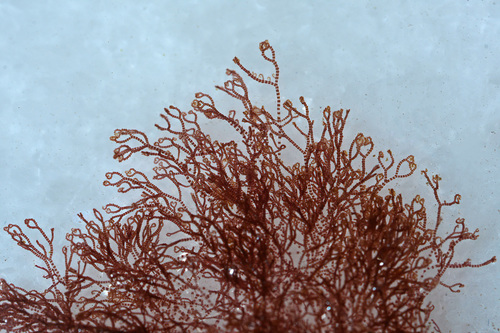 Ceramium shuttleworthianum observed 2022-02-05