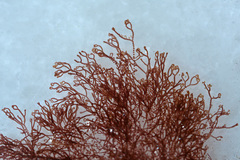Ceramium shuttleworthianum
