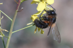 Andrena