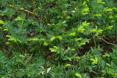 Taxus cuspidata nana