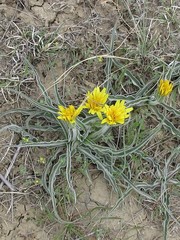 Nothocalais cuspidata