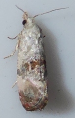 Cochylichroa arthuri