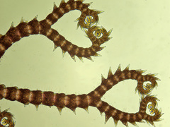Ceramium shuttleworthianum
