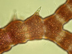 Ceramium shuttleworthianum