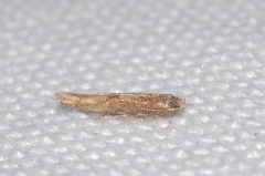 Coccidiphila gerasimovi