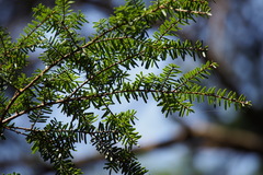 Tsuga sieboldii