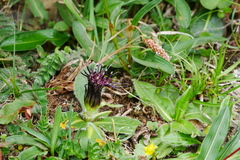 Saussurea hieracioides