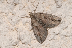 Thera cupressata
