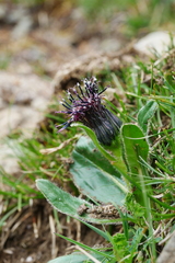 Saussurea hieracioides