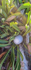 Protea cryophila