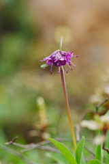Nardostachys jatamansi