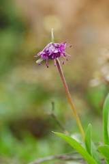 Nardostachys jatamansi