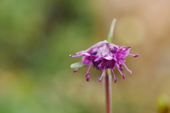 Nardostachys jatamansi