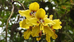 Cyrtochilum macranthum