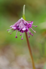 Nardostachys jatamansi