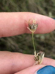 Juncus longistylis