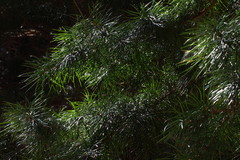 Sciadopitys verticillata