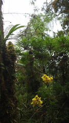 Cyrtochilum macranthum