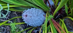 Protea cryophila
