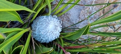Protea cryophila