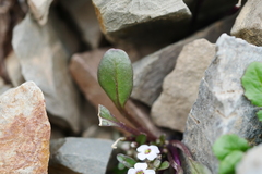 Eutrema verticillatum