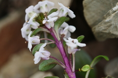 Eutrema verticillatum