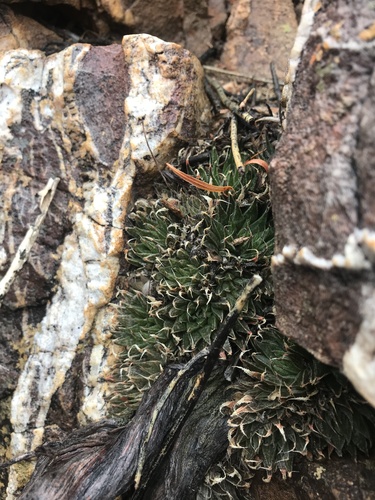 Haworthia marumiana