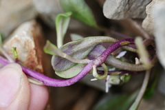 Eutrema verticillatum