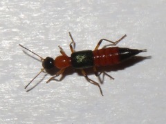 Paederus riparius