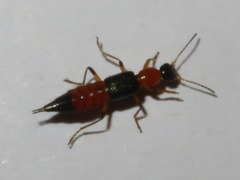 Paederus riparius