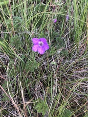 Geranium multisectum