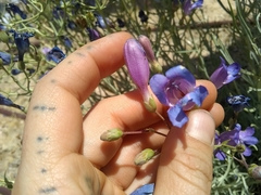 Penstemon incertus