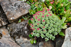 Rhodiola crenulata