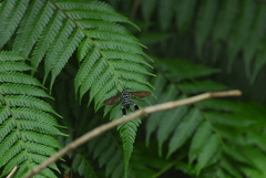 Horama plumipes