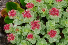 Rhodiola crenulata