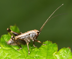 Pholidoptera griseoaptera