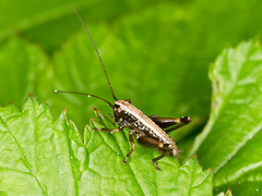 Pholidoptera griseoaptera
