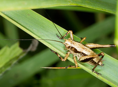 Pholidoptera griseoaptera