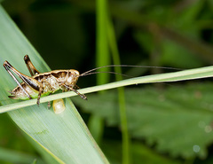 Pholidoptera griseoaptera