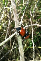 Chrysolina lucida